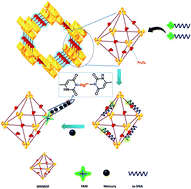 Graphical abstract: A magnetic nanoscale metal–organic framework (MNMOF) as a viable fluorescence quencher material for ssDNA and for the detection of mercury ions via a novel quenching–quenching mechanism