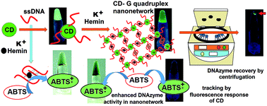 Graphical abstract: Carbon dot mediated G quadruplex nano-network formation for enhanced DNAzyme activity and easy catalyst reclamation