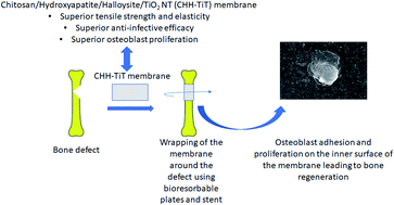 Graphical abstract: TiO2 doped chitosan/hydroxyapatite/halloysite nanotube membranes with enhanced mechanical properties and osteoblast-like cell response for application in bone tissue engineering