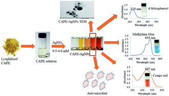 Graphical abstract: Centella asiatica phenolic extract-mediated bio-fabrication of silver nanoparticles: characterization, reduction of industrially relevant dyes in water and antimicrobial activities against foodborne pathogens
