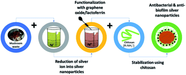 Graphical abstract: Antimicrobial activity of multifaceted lactoferrin or graphene oxide functionalized silver nanocomposites biosynthesized using mushroom waste and chitosan