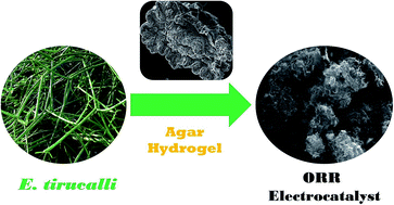 Graphical abstract: Harnessing inherently hierarchical microstructures of plant biomass to construct three-dimensional nanoporous nitrogen-doped carbons as efficient and durable oxygen reduction electrocatalysts