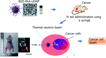 Graphical abstract: In vivo neutron capture therapy of cancer using ultrasmall gadolinium oxide nanoparticles with cancer-targeting ability