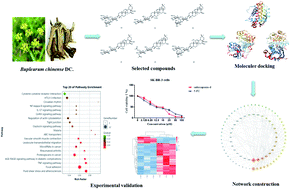 Graphical abstract: Network pharmacology and RNA sequencing studies on triterpenoid saponins from Bupleurum chinense for the treatment of breast cancer