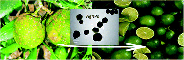 Graphical abstract: Argovit™ silver nanoparticles to fight Huanglongbing disease in Mexican limes (Citrus aurantifolia Swingle)