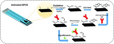 Graphical abstract: Simple, fast and environmentally friendly method to determine ciprofloxacin in wastewater samples based on an impedimetric immunosensor