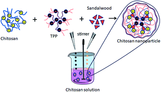 Graphical abstract: α-Santalol functionalized chitosan nanoparticles as efficient inhibitors of polo-like kinase in triple negative breast cancer