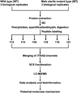 Graphical abstract: iTRAQ-based proteomic analysis reveals several key metabolic pathways associated with male sterility in Salvia miltiorrhiza