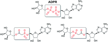 Graphical abstract: Synthesis of phosphonoacetate analogues of the second messenger adenosine 5′-diphosphate ribose (ADPR)