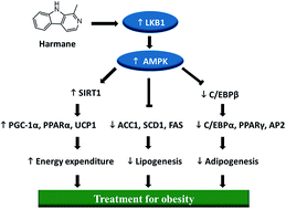 Graphical abstract: Harmane ameliorates obesity though inhibiting lipid accumulation and inducing adipocyte browning