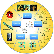 Graphical abstract: The development of isoguanosine: from discovery, synthesis, and modification to supramolecular structures and potential applications