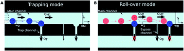 Graphical abstract: Microfluidic device performing on flow study of serial cell–cell interactions of two cell populations