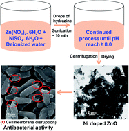 Graphical abstract: Antibacterial potential of Ni-doped zinc oxide nanostructure: comparatively more effective against Gram-negative bacteria including multi-drug resistant strains