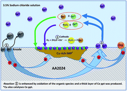Graphical abstract: Corrosion protection mechanism of Ce4+/organic inhibitor for AA2024 in 3.5% NaCl