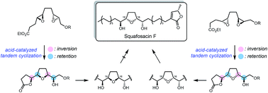 Graphical abstract: Total synthesis of squafosacin F: stereodivergent approach to mono-tetrahydrofuran acetogenins