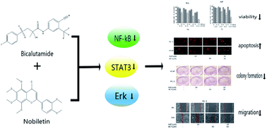 Graphical abstract: Nobiletin, a citrus polymethoxyflavone, enhances the effects of bicalutamide on prostate cancer cells via down regulation of NF-κB, STAT3, and ERK activation