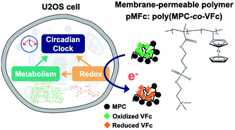 Graphical abstract: Extracellular electron transfer mediated by a cytocompatible redox polymer to study the crosstalk among the mammalian circadian clock, cellular metabolism, and cellular redox state