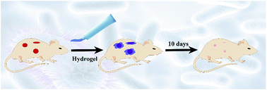 Graphical abstract: A biocompatible PAA-Cu-MOP hydrogel for wound healing