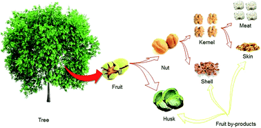 Graphical abstract: Recent advances in the use of walnut (Juglans regia L.) shell as a valuable plant-based bio-sorbent for the removal of hazardous materials