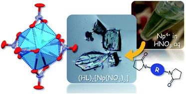 Graphical abstract: Crystallization of colourless hexanitratoneptunate(iv) with anhydrous H+ countercations trapped in a hydrogen bonded polymer with diamide linkers