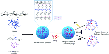 Graphical abstract: Strategy to design a smart photocleavable and pH sensitive chitosan based hydrogel through a novel crosslinker: a potential vehicle for controlled drug delivery