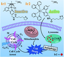 Graphical abstract: Unveiling the anti-cancer mechanism for half-sandwich and cyclometalated Ir(iii)-based complexes with functionalized α-lipoic acid