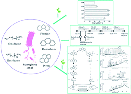 Graphical abstract: Efficient biodegradation of petroleum n-alkanes and polycyclic aromatic hydrocarbons by polyextremophilic Pseudomonas aeruginosa san ai with multidegradative capacity
