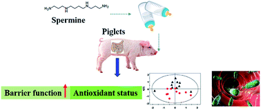 Graphical abstract: Effects of spermine on ileal physical barrier, antioxidant capacity, metabolic profile and large intestinal bacteria in piglets