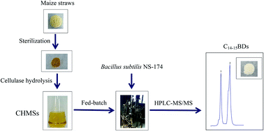 Graphical abstract: Exploration of production of C14 and C15 bacillomycin D homologues with enzymatic hydrolysis from maize straws using fed-batch fermentation by Bacillus subtilis NS-174