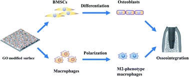 Graphical abstract: Enhanced osteogenic differentiation of BMSCs and M2-phenotype polarization of macrophages on a titanium surface modified with graphene oxide for potential implant applications