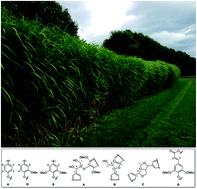 Graphical abstract: Comparing chemical composition and lignin structure of Miscanthus x giganteus and Miscanthus nagara harvested in autumn and spring and separated into stems and leaves