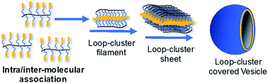 Graphical abstract: A unique polymersome covered by loop-cluster polyamine corona