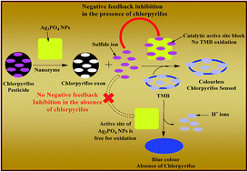 Graphical abstract: Colorimetric sensing of chlorpyrifos through negative feedback inhibition of the catalytic activity of silver phosphate oxygenase nanozymes