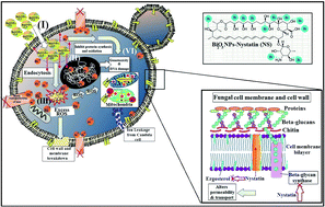 Graphical abstract: Nystatin-mediated bismuth oxide nano-drug synthesis using gamma rays for increasing the antimicrobial and antibiofilm activities against some pathogenic bacteria and Candida species