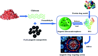 Graphical abstract: Synthesis and characterization of magnetic chitosan microspheres for drug delivery