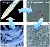 Graphical abstract: Characterization of biocompatible pig skin collagen and application of collagen-based films for enzyme immobilization