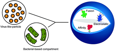 Graphical abstract: Enzyme encapsulation by protein cages