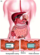 Graphical abstract: Smart capsule for non-invasive sampling and studying of the gastrointestinal microbiome