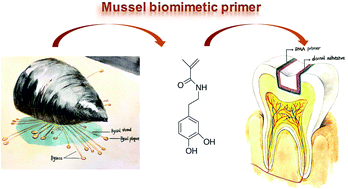 Graphical abstract: Enhancement performance of application mussel-biomimetic adhesive primer for dentin adhesives