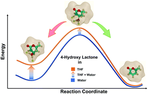 Graphical abstract: Elucidating the role of solvents in acid catalyzed dehydration of biorenewable hydroxy-lactones