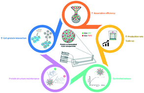 Graphical abstract: Modelling protein therapeutic co-formulation and co-delivery with PLGA nanoparticles continuously manufactured by microfluidics