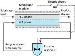Graphical abstract: Theoretical study on enzyme synthesis of cephalexin in a parallel-flow microreactor combined with electrically driven ATPS microextraction