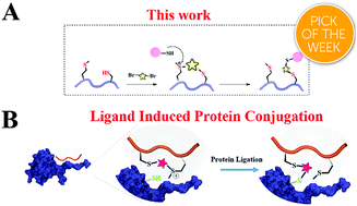 Graphical abstract: A sulfonium tethered peptide ligand rapidly and selectively modifies protein cysteine in vicinity