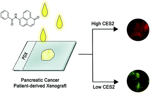 Graphical abstract: Measuring human carboxylesterase 2 activity in pancreatic cancer patient-derived xenografts using a ratiometric fluorescent chemosensor