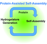 Graphical abstract: Protein-induced low molecular weight hydrogelator self-assembly through a self-sustaining process