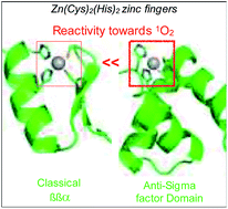 Graphical abstract: Model peptide for anti-sigma factor domain HHCC zinc fingers: high reactivity toward 1O2 leads to domain unfolding