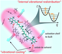 Graphical abstract: The full dynamics of energy relaxation in large organic molecules: from photo-excitation to solvent heating
