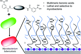 Graphical abstract: Targeting extracellular glycans: tuning multimeric boronic acids for pathogen-selective killing of Mycobacterium tuberculosis