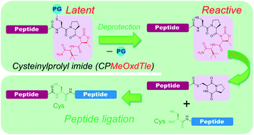 Graphical abstract: Cysteinylprolyl imide (CPI) peptide: a highly reactive and easily accessible crypto-thioester for chemical protein synthesis