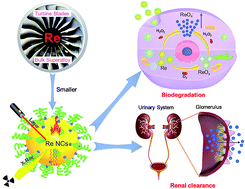 Graphical abstract: PEGylated rhenium nanoclusters: a degradable metal photothermal nanoagent for cancer therapy